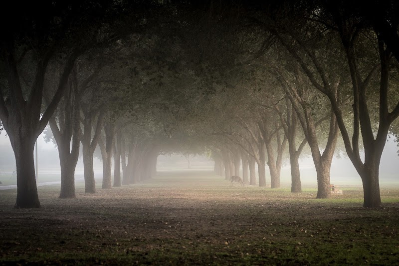 Texas A&M International University