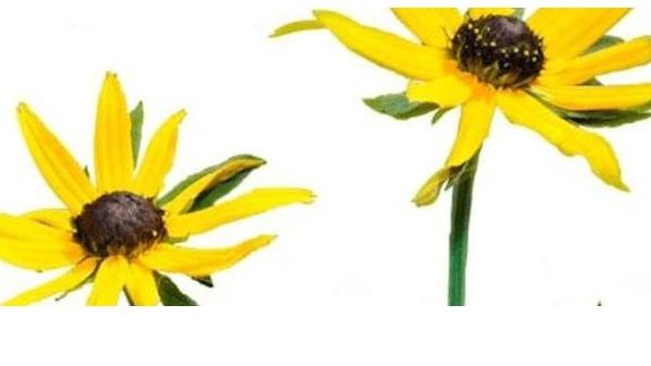 Third Level Foundation Ltd