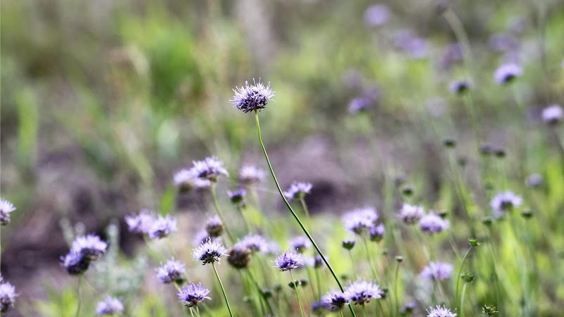 Wildflower Center for Counseling